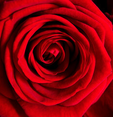 Red rose flowers as background.