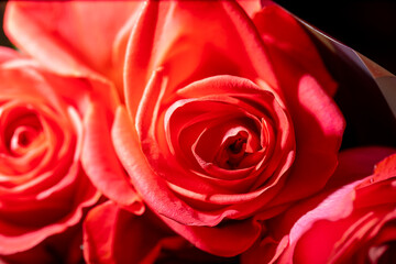 Red rose flowers as background.