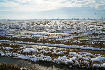 rice field in winter sunny day
