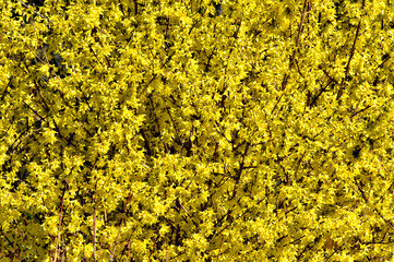 Alles gelb (üppig blühender Forsythienstrauch)