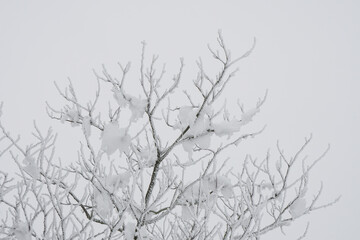 Fototapeta na wymiar tree branches with snow