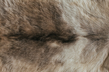 Natural Wool Texture Animals, The coat of the wolf with a dark cloth in the skin