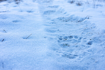 Brown bear footprint on the icy forest road close up shot.