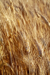 The summer harvest of wheat in the Apulian fields