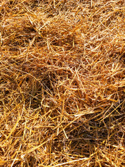 Dry hay closeup as abstract background.