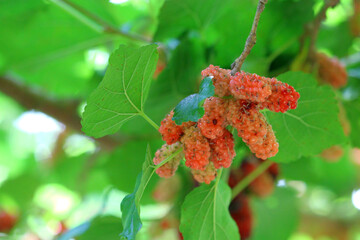 mulberry fruit on tree in organic farm
