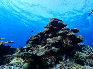 Beautiful sea coral looks like a castle at Kerama Island, Okinawa