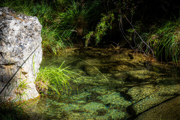 Rincón en el bosque