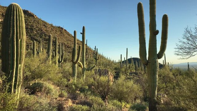 Beautiful Saguaro's at sunset at Saguaro National Park, Tucson, USA. Panorama right to left.