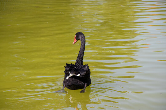 Black Swans