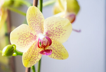 orchid yellow and pink