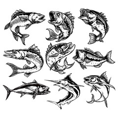 vector set of predator fish illustration