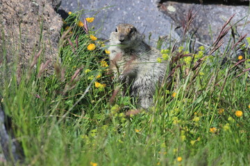 Gopher in the rocky mountains of the North Caucasus. High