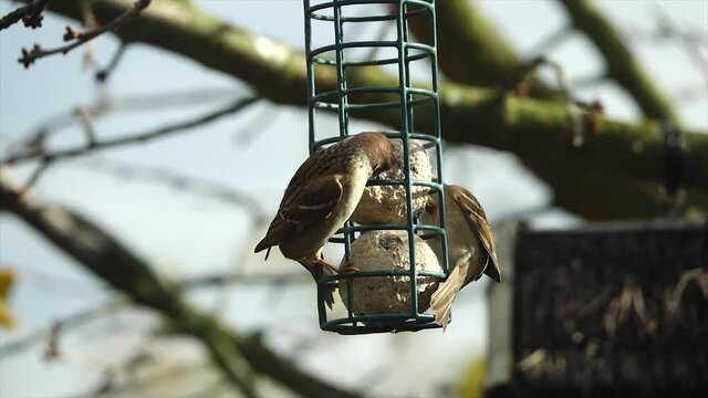 Bird- Sparrows (Passer domesticus) at feeding. 