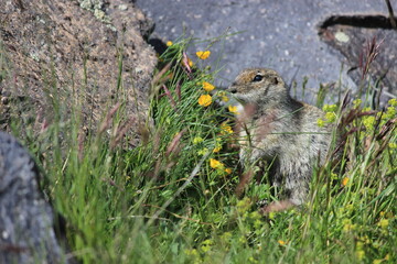 Gopher in the rocky mountains of the North Caucasus. High