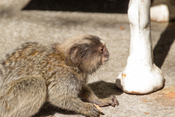 Common Marmoset (Callithrix jacchus) on the Sugar Loaf in the Town of Rio de Janeiro in Brazil