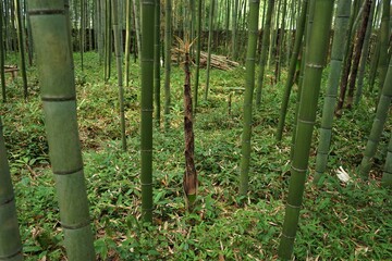 Bamboo Grove in Arashiyama, Kyoto prefecture, Japan - 日本 京都 嵐山 竹林