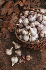 Fresh rustic garlic in basket.