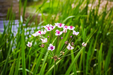 Obraz na płótnie Canvas Beautiful flower Susak umbellic grows on the shore of the pond