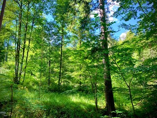 forest in the morning