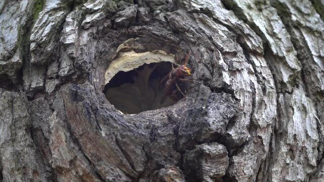 Wasps (Vespula vulgaris) nesting on a tree in the forest.