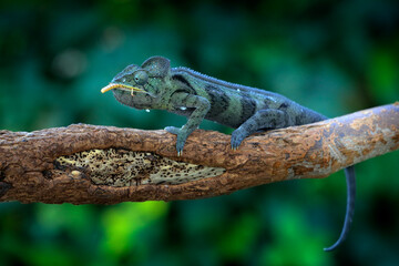 Chameleon hunting insect with long tongue. Exotic beautiful endemic green reptile with long tail from Madagascar. Wildlife scene from nature. Furcifer oustaleti eating behaviour, reptile with food. © ondrejprosicky