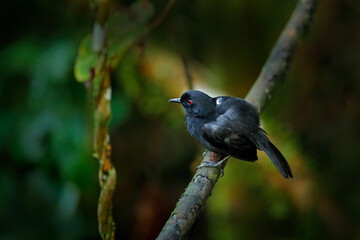 Obraz premium White-backed Fire-eye, Pyriglena leuconota, black grey bird in the nature forest habitat, Sumaco, Ecuador. Fire-eye sitting on the branch in tropic mountain forest, wildlife Ecuador.