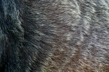 Western lowland gorilla, detail head portrait with beautiful eyes. Close-up photo of wild big black monkey in the forest, Gabon, Africa. Wildlife scene from nature. Mammal in the green vegetation.