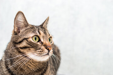 Beautiful cat close-up on a gray background