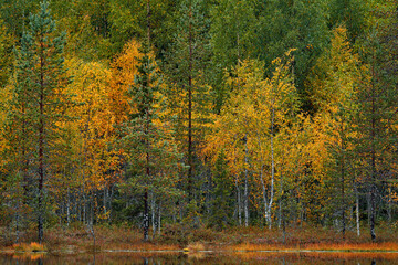 Autumn forest in Finland. Green and yellow trees in the wood, north of Europe.. Fall landscape with pine and birch trees. Landscape with detail of trees from taiga.