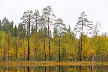 Autumn forest in Finland. Green and yellow trees in the wood, north of Europe.. Fall landscape with pine and birch trees. Landscape with detail of trees from taiga.