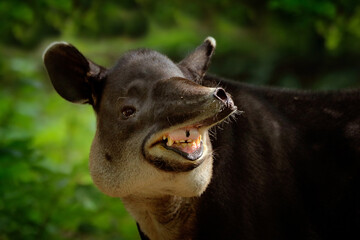 Laughing cheery tapir with open muzzle in nature. Central America Baird's tapir, Tapirus bairdii, in green vegetation. Portrait of animal from Costa Rica. Wildlife scene from tropical nature.  - obrazy, fototapety, plakaty