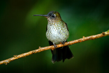 Many-spotted hummingbird, Taphrospilus hypostictus, branch in the forest. Beautiful bird with crest, siting in the green tropic forest, Sumaco, Ecuador. Birdwatching in South America