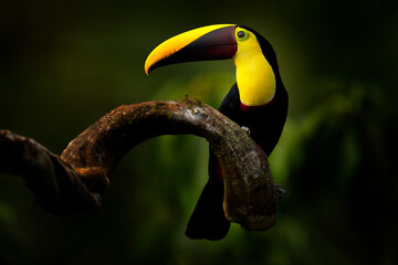 Chesnut-mandibled Toucan sitting on the branch in tropical rain with green jungle in background. Wildlife scene from nature with beautiful bird with big bill. © ondrejprosicky