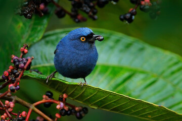 Blu bird with yellow eye, Sumaco, Ecuador. Deep-blue Flowerpiercer, Diglossa glauca, feeding fruits on the tree. Golden-eyed Flowerpiercer in the nature habitat. Bird sitting on the green leaves.