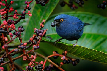 Blue tanager with yellow eye, Sumaco, Ecuador. Deep-blue Flowerpiercer, Diglossa glauca, feeding fruits on the tree. Golden-eyed Flowerpiercer in the nature habitat. Bird sitting on the green leaves.