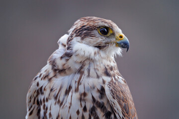 Gyrfalcon, Falco rusticolus, bird of prey fly. Flying rare bird with white head. Forest in cold winter, animal in nature habitat, Russia. Wildlife scene form nature. Falcon above the trees.