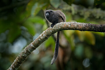 Black Mantle Tamarin monkey from Sumaco National Park in Ecuador. Wildlife scene from nature. Tamarin siting on the tree branch in the tropic jungle forest, animal in the habitat.