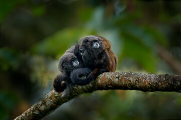 Family of Black Mantle Tamarin monkey, Saguinus nigricollis graellsi, from Sumaco National Park in Ecuador. Wildlife scene from nature. Tamarin siting on the tree branch in the tropic jungle forest.