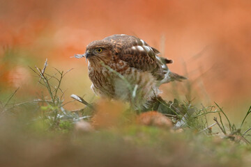 Sparrowhawk, Accipiter nisus, sitting green tree trunk in the forest with caught little songbird. Wildlife animal scene from nature. Eurasian Bird in the winter forest habitat. Hawk with kill.