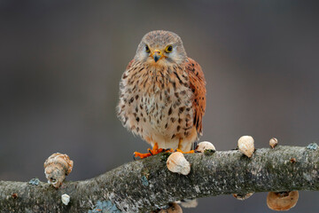 Kestrel sitting on the tree branch with fungi. Falco tinnunculus, little bird of prey in the nature habitat, Germany. Wildlife scene from nature.