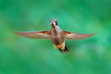 Hummingbird fly. Brown Violet-ear, Colibri delphinae, bird flying next to green tropic forest, animal in the nature habitat, Sumaco, Ecuador in South Africa. Jungle wildlife.