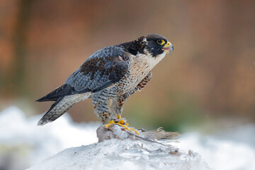 Bird of prey with catch. Peregrine Falcon, bird of prey sitting in the snow with catch during...