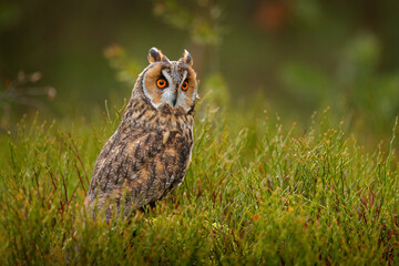 Asio otus, Long-eared Owl sitting in green vegetation in the fallen larch forest during dark day. Wildlife scene from the nature habitat.  Face portrait with orange eyes, Poland, Europe.