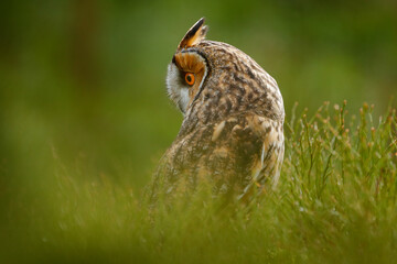 Owl in nature. Asio otus, Long-eared Owl sitting in green vegetation in the fallen larch forest during dark day. Wildlife scene from the nature habitat. Face portrait with orange eyes, Germany.