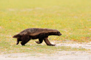 Honey badger, Mellivora capensis, also known as the ratel, in the green grass. Black and grey...