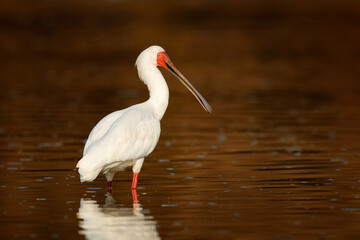 African spoonbill, Platalea alba, ibis from Okavango delta, Moremi, Botswana in Africa. Bird searching food in the river water. White spoonbill with red spoon beak, in the habitat. Wildlife nature.