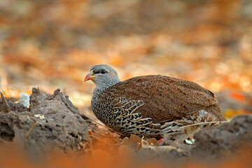 Natal spurfowl francolin, Pternistis natalensis, bird in the nature habitat, Mana Pools NP, Zimbabwe in Africa. Evening light with bird on the gravel sand road.