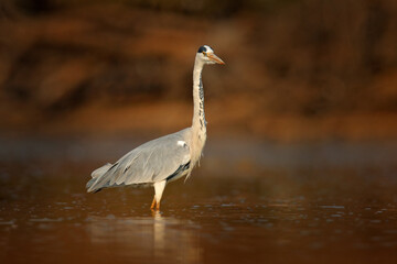 Heron in water, Mana Pools, Zimbabwe in Africa. Grey Heron, Ardea cinerea, Bird in the forest lake. Animal in the nature habitat, evening sunset light.