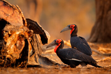 Bird behavior, elephant carcass with hornbills.  Southern ground-hornbill, Bucorvus leadbeateri, largest hornbill in world. Black bird with red face walking in the green grass. Animal in the habitat.